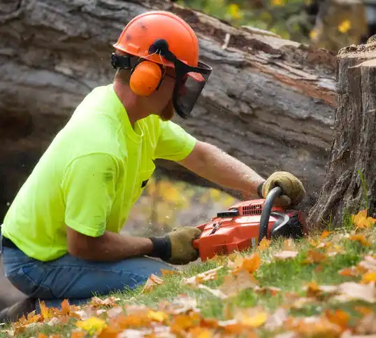 tree services Raleigh